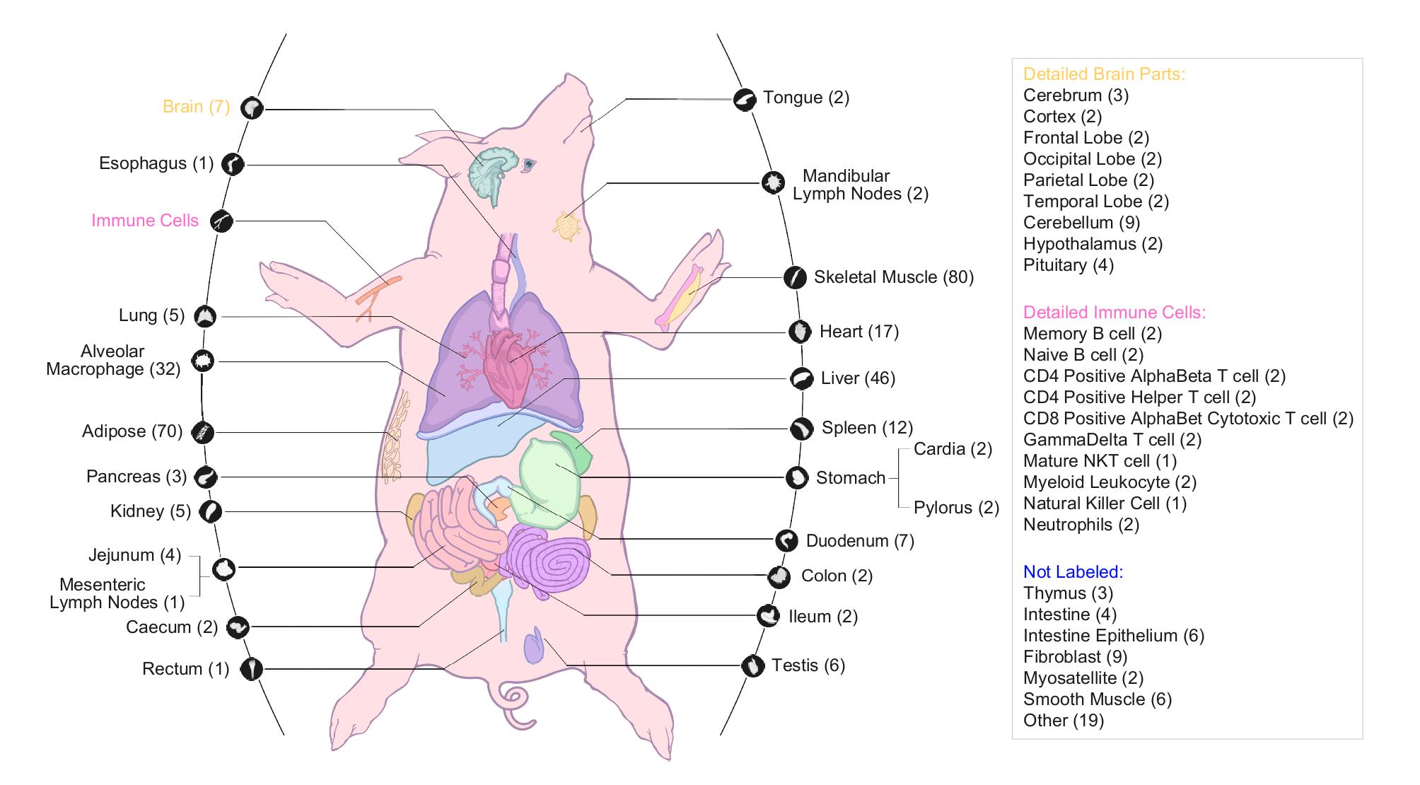 Tissue Source Visualization