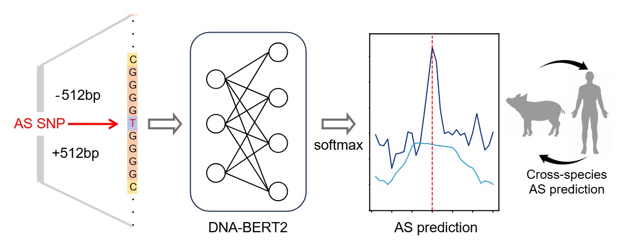 AS Prediction Diagram